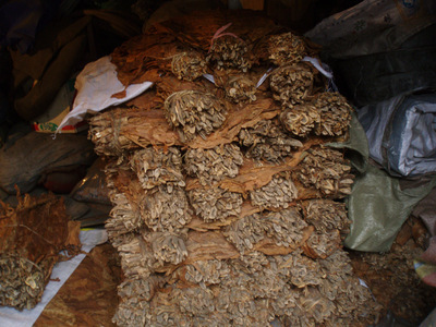 桦树工艺原料批发指南 红桦树枝、灰桦树皮、白桦树皮、桦树棍的供应与优势